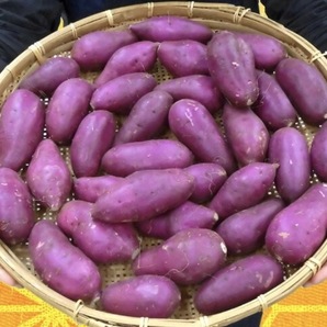 紫芋/ ムラサキイモ 希少品種/パープルスイートロード5kgわけあり/倉庫に眠っている死蔵在庫処分品の画像10