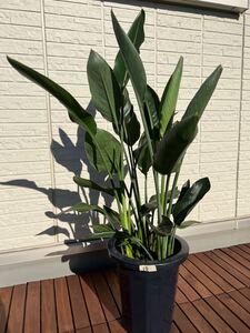 ストレリチアレギネ 8号鉢 100cm