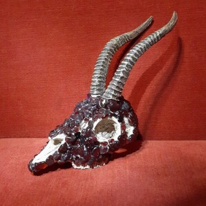 パワーストーン付きガゼル頭蓋骨 アメジスト レア物