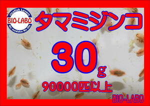 【BIO-LABO】タマミジンコ　30ｇ【メダカ・金魚・熱帯魚の餌に！】