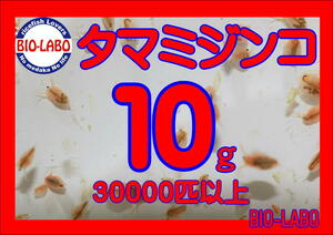 【BIO-LABO】タマミジンコ　10ｇ【メダカ・金魚・熱帯魚の餌に！】
