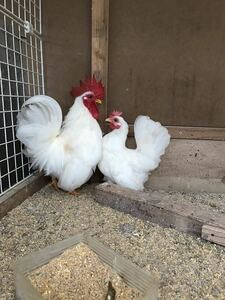 短足白矮鶏の種卵5個　有精卵