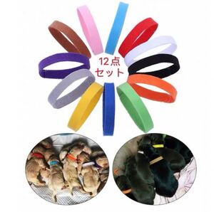猫首輪 犬首輪 識別に 子猫子犬用 ベルクロテープ 12点セット 翌日発送
