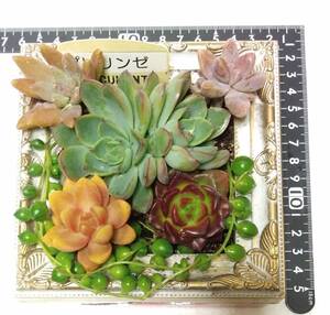 1185多肉植物の寄せ植え★額縁作品