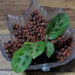マランタ斑入り