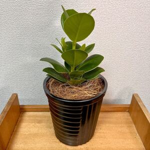 観葉植物 クルシアロゼア 4号 陶器 鉢植え