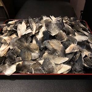 ふぐ料理店のフグヒレ 小さめ100枚 お得