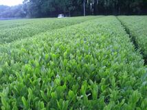 あさぎり翠粉末茶90ｇ×2袋　粉末緑茶　茶農家直売　無農薬・無化学肥料栽培　カテキンパワー　免疫力アップ　シングルオリジン_画像8