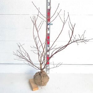 ブルーベリー苗 ブルーレイ 約:130cm【庭木 シンボルツリー 植木 果樹 苗木】528204