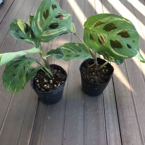 観葉植物 斑入り マランタ ケルコビアナ 1ポット抜き苗
