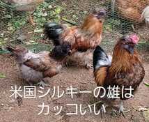 烏骨鶏の有精卵1個150円_画像9