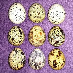 並うずらの有精卵6個　色変わり並ウズラの種卵