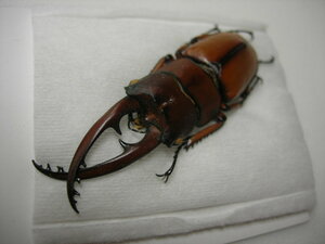 昆虫標本★台湾北部産フタテンアカノコギリクワガタ♂56ミリ