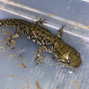 Buchch Salamander