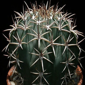 Echinocactus platyacanthus 種子　5 seed