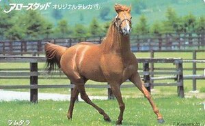 ●ラムタラ アロースタッド 競馬テレカ