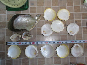 * shell * together *. entering equipped * interior * antique * handmade industrial arts * collection etc. ***