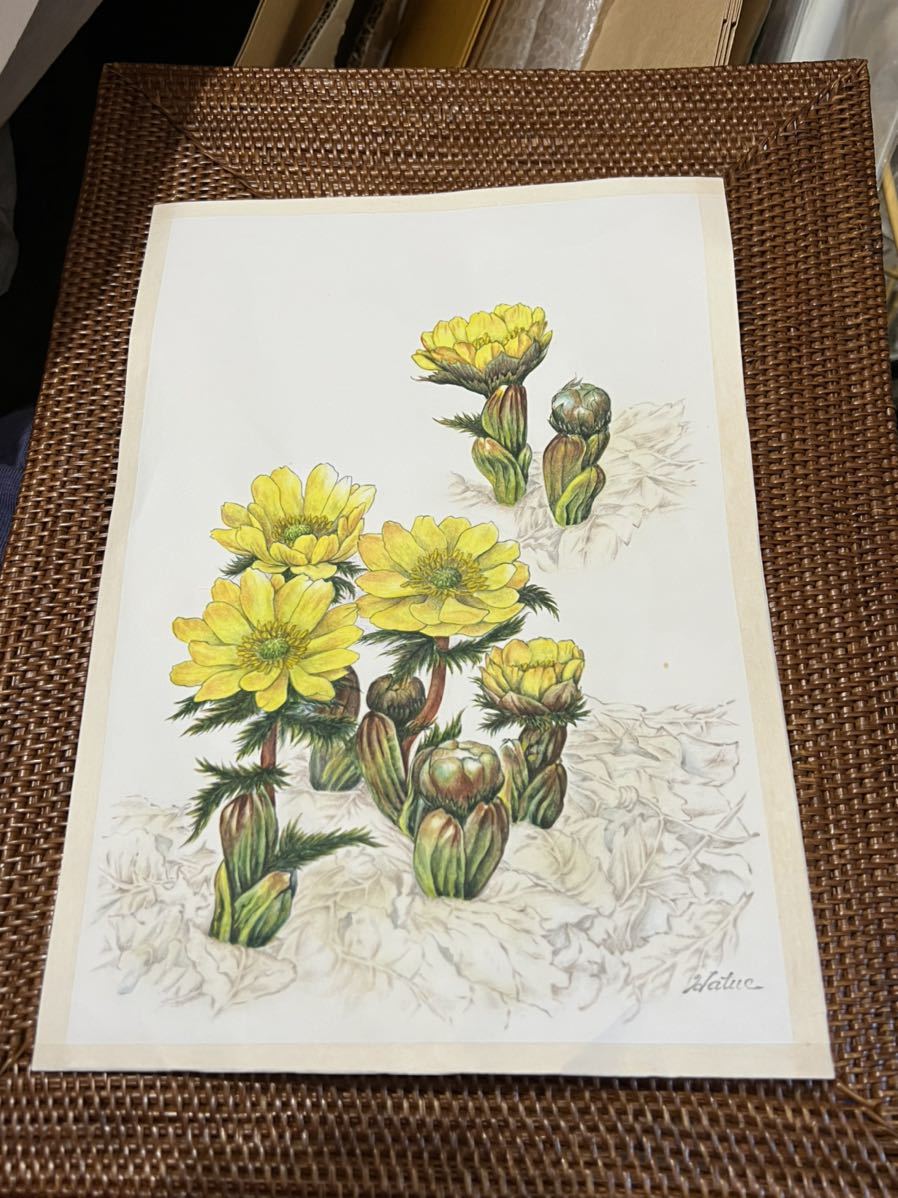 ◆Adonis Fleur Hatue 1992◆4909, Ouvrages d'art, Peinture, Dessin au pastel, Dessin au crayon