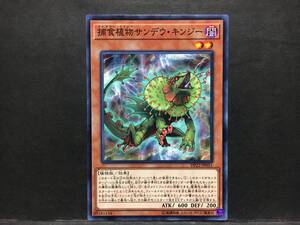 遊戯王 nn634「捕食植物サンデウ・キンジー」1枚 ノーマル　DP22 数量2