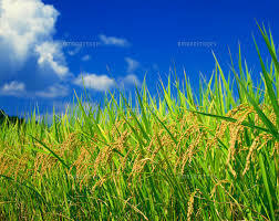 山形県産　令和3年　低農薬有機肥料栽培はえぬき　くず米　約25キロ　送料無料　