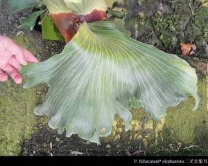 P.elephantotis x P.bifurcatum @bikamori.com ビカクシダ エレビフ