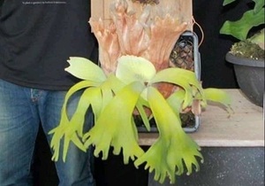 P.willinckii 'XuDa'① @bikamori.com ビカクシダ ウィリンキーシューダ