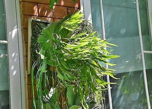 P.Mt.kitshakood Thin frond① @bikamori.com ビカクシダ