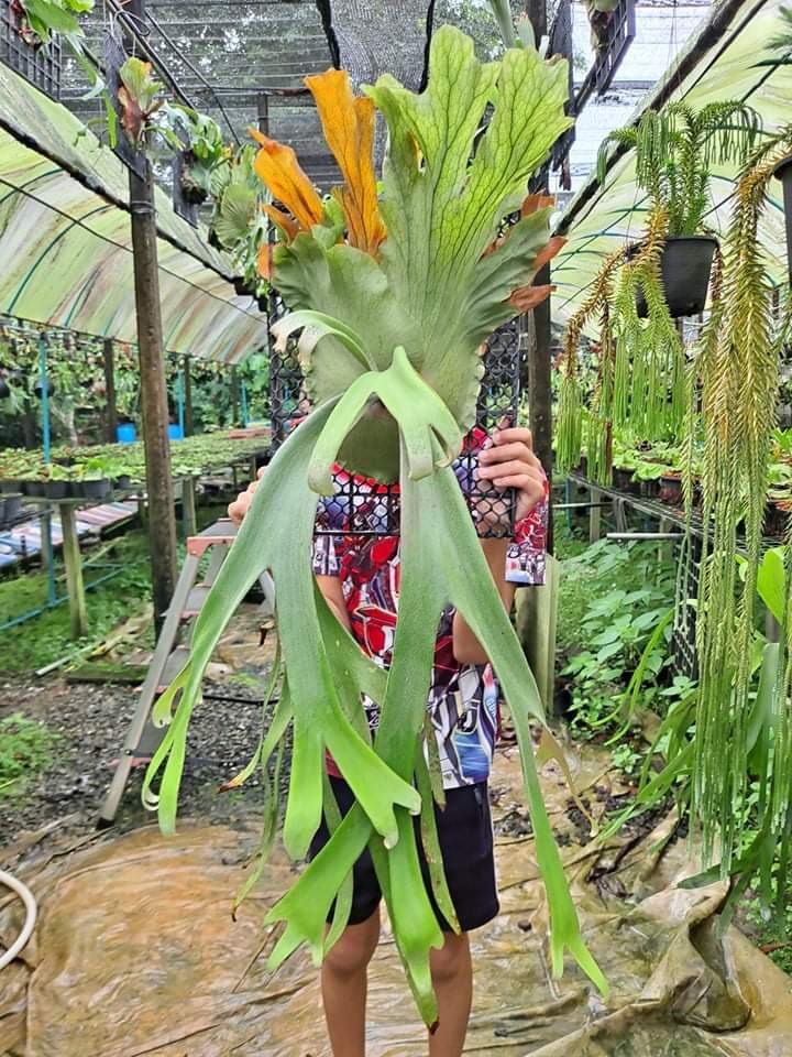 優先配送 P.Willinckii Thin ビカクシダ Bali 植物/観葉植物 ...