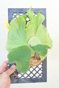 P.wandae × P.veitchii @bikamori.com ビカクシダ