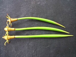 マングローブ　メヒルギ　3本（個）種子・タネ　海水干潟　熱帯植物　新春・特別価格！