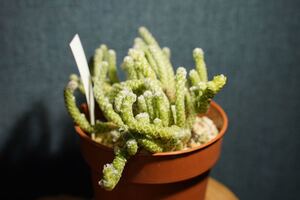 【多肉植物】アボニア・パピラケア(白蛇殿) サボテン 1