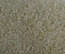 ***特別栽培/新米令和3産宮城県ササニシキ玄米4ｋｇ（玄米のまま）環境保全米/登米市産_画像3