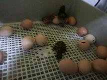 孵卵器　PSE認証　ふ卵器　孵化器　インキュベーター 最大56個 　有精卵を全自動で孵化させる器械です　鶏　うずら　烏骨鶏　がちょうなど_画像7