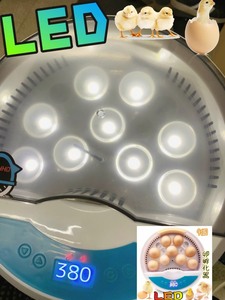 ＬＥＤ自動孵卵器 インキュベーター 検卵ライト内蔵　鳥類専用ふ卵器 孵化器 9個　子供教育用 家庭用　ｙ