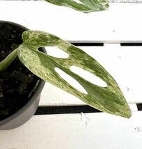 《KhK》完璧個体1Monstera adansonii variegata “mint” モンステラ アダンソニー バリエガータ“ミント”マドカズラ斑入り/フィロデンド_画像4