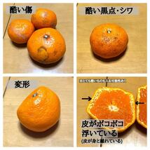 山北みかん Mサイズ 5kg 高知県産 訳あり*家庭用 早生 興津_画像6