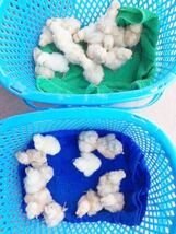 （即決）2～3日卵6個 モコモコ純粋烏骨鶏有精卵（割れ補償込み）_画像4