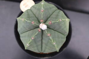 碧瑠璃ランポー玉 *サボテン 多肉植物 アストロフィツム