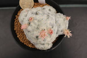 白星-1 ピンク花 *サボテン 多肉植物 マミラリア