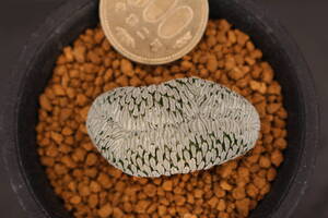 精巧丸綴化 *サボテン 多肉植物 ペレキフォラ