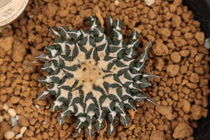 姫牡丹 *サボテン 多肉植物 アリオカルプス ロゼオカクタス