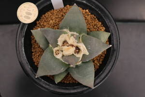 花牡丹-1 *サボテン 多肉植物 アリオカルプス