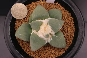 玉牡丹-2《変わり疣》　＊サボテン　多肉植物　アリオカルプス