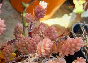 オマケつき　多肉植物　ミルキーウェイ　セダム　カット苗４本☆2~3cmほどの長さです。ピンクに紅葉中　春位に白いお花がたくさん咲きます