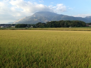 獲れたて！新米 令和3年度産 近江米 伊吹産 コシヒカリ玄米（白米可）30kg 有機肥料減農薬自家栽培.