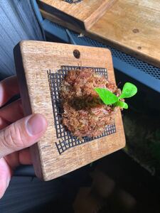 ビカクシダ ペガサス子株
