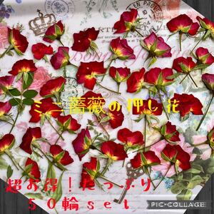 超特価!小さなミニ薔薇の押し花たっぷり50輪セット+おまけ蕾10個付き★おし花 花材★ハンドメイド素材★レジン加工でアクセサリーに
