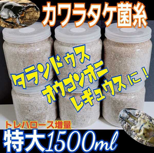 送料無料☆レギュウスにお薦め！特大カワラタケ菌糸瓶3本セット☆アミノ酸増量！タランドゥスやオウゴンオニクワガタにも☆産卵にも抜群