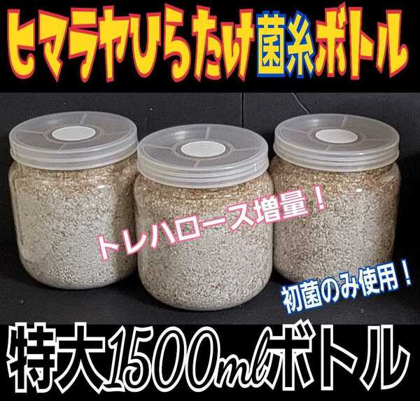 送料無料☆特大サイズ1500ml　3本セット☆ヒマラヤひらたけ菌糸瓶　極上！初菌のみ使用☆トレハロース・ローヤルゼリー、特殊アミノ酸強化