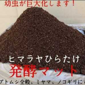 送料無料☆【改良版】カブトムシ幼虫が大きくなります！ヒマラヤひらたけ発酵マット☆産卵にも抜群！雑虫混入全くなし！栄養添加剤入 10L